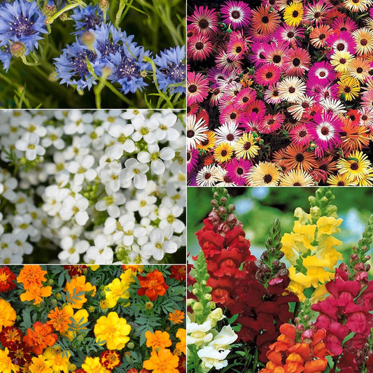 Crea un paraíso natural con florecitas silvestres. Nuestras flores silvestre aportan color y frescura a cualquier espacio. Siembra semillas de flores de calidad y disfruta de una hermosa flor de semillas en tu jardín. Con nuestras flores silvestre, cada día será más especial.