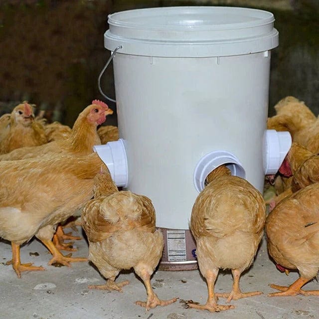 comedero automático para gallinas, comedero automático aves de corral, comedero automático para pollos, comedero para gallinas automático, comedero metálico para aves, comedero automático exterior, dispensador automático de comida para aves, comedero automático antirrobo para gallinas, comedero automático con pedal, comedero tolva automático, comedero para aves de corral gran capacidad, comedero automático para gallinas exterior, comedero para gallinas resistente a la lluvia, comedero automático para gallin